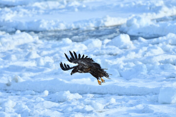 bird watching with floating ices in winter