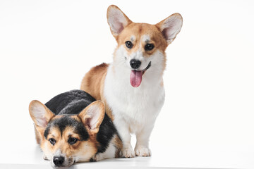 Pembroke Welsh Corgi portrait isolated on white studio background with copy space, family of two purebred dogs