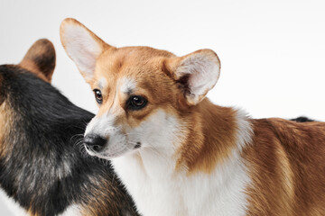 Pembroke Welsh Corgi portrait isolated on white studio background with copy space, family of two purebred dogs