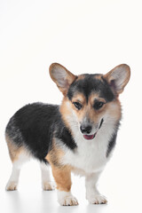 Pembroke Welsh Corgi portrait isolated on white studio background with copy space, purebred dog