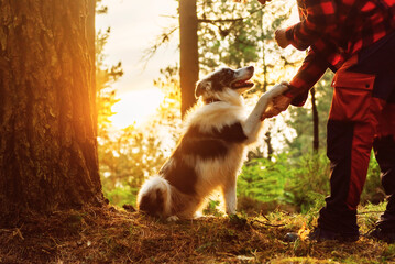 Border collie breed dog shaking hands with his owner in a forest at sunset. Person training his pet. Complicity and unity between dog and owner - obrazy, fototapety, plakaty