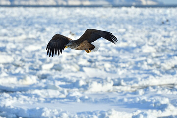 bird watching with floating ices in winter