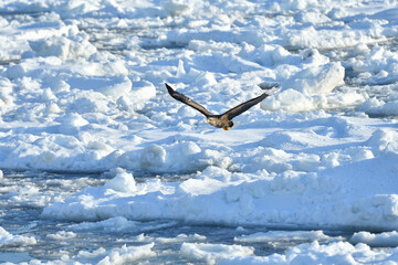 Obraz premium bird watching with floating ices in winter
