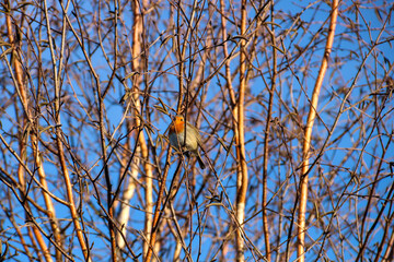 Robin Perched on a Bare Tree in Winter - 688595441