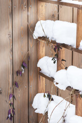 Climbing plant, honeysuckle, under  thick layer of snow, honeysuckle  on the support or  trellis for climbing plant in winter time, plants in winter time concept  