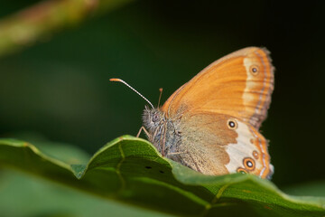 Meadow brown butterfly,, Maniola jurtina,, on wildflower in summer morning, Danubian forest, Slovakia