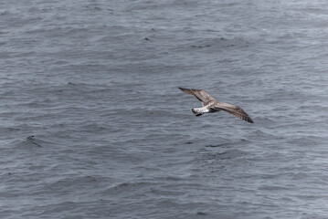 Bald eagle flying over the water at watching Cape Breton Island National Park Cabot Trail Nova Scotia Highlands Canada