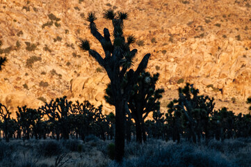 Impression of an early morning sunrise in Joshua Tree national park on an early winter morning.