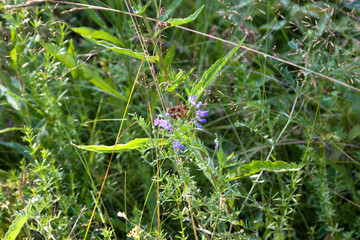 Wild flowers in the meadow in summer. Russia