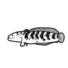 Hand Drawn Fish Snakehead 