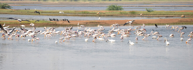 Water birds in a lake. Painted storks, spoonbills, pelicans and egrets in a lake