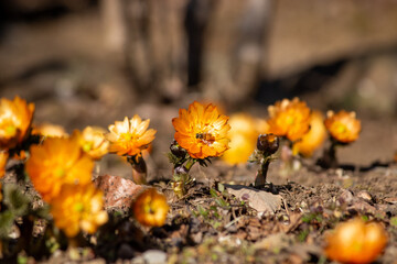 埼玉県秩父郡皆野町のあるMahora稲穂山に咲く秩父紅という名のオレンジ色のフクジュソウの花