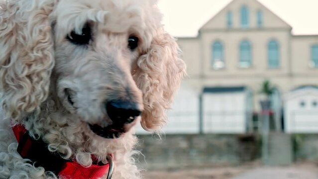 Royal Poodle in a video portrait, where its refined features and aristocratic charm are showcased with cinematic grace