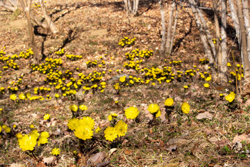 埼玉県秩父郡皆野町のあるMahora稲穂山に群生するフクジュソウの花