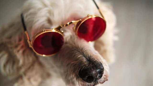 A dog's snout adorned with stylish sunglasses, exuding a playful charm and showcasing the pet's cool and fashionable side