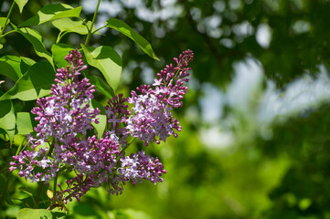 Purple lilac flowers against the background of green foliage.