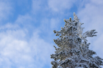 pine tree covered in snow. blue sky and sunshine