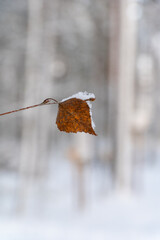 close up of brown birch leaf during winter
