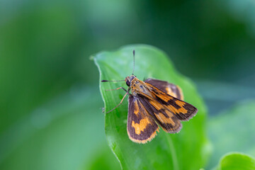 Small insects are cute and worth searching for.