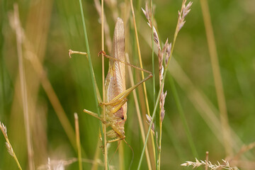 Grasshopper on its natural environment in summer morning, Danubian forest, Slovakia