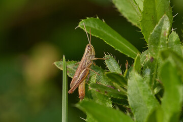 Grasshopper on its natural environment in summer morning, Danubian forest, Slovakia