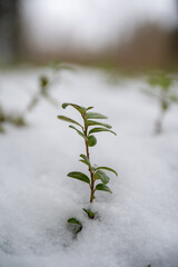 close up of a green twig covered in snow. winter in forest.