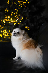 a beautiful smiling Pomeranian Spitz Removo in white looks at the camera and smiles against the background of a New Year tree and the atmosphere before Christmas