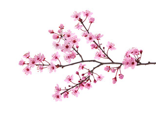 Pink spring blossom, cherry blossom isolated on white, floral card