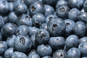 Background of fresh blueberries, macro.