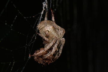 Common garden spider,, Araneus diadematus,, on its web in summer morning, Danubian forest, Slovakia