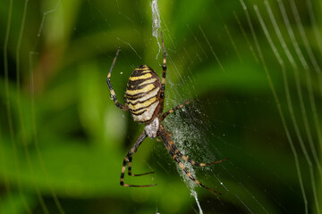 Wasp spider ,, Argiope bruennichi ,, on its web on danubian forest, Slovakia