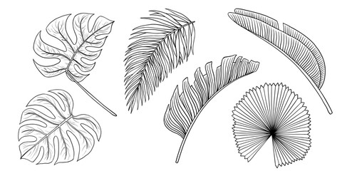 Tropical jungle leaf vector set. Monstera, banana palm leaves. Contour hand drawn illustration isolated on white. Sketch black white clip art for design packaging, cosmetic.