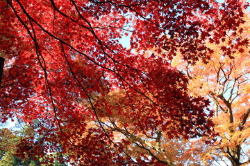 大雄山最乗寺。神奈川県南足柄市にある曹洞宗の寺院。紅葉に彩られる境内。