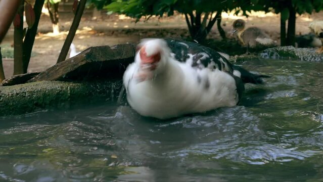 The muscovy duck  swimming in the Water,4k