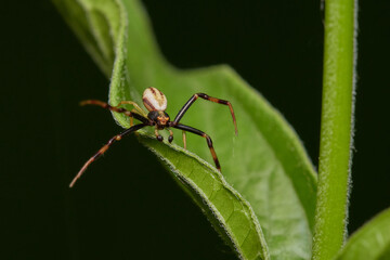 Amazing spider with long legs on its natural environments, Danubian forest, Slovakia