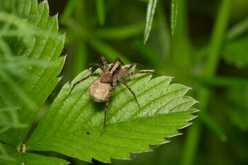 Amazing spider with long legs on its natural environments, Danubian forest, Slovakia