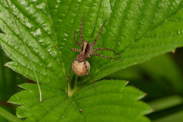 Amazing spider with long legs on its natural environments, Danubian forest, Slovakia