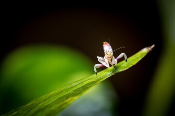 A pink orchid mantis on a leaf