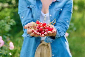 Close-up crop of red cherries in hands of woman, summer garden