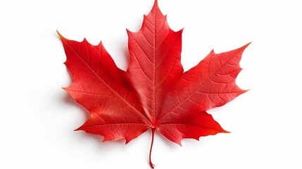 On an isolated white background, a red maple leaf as an autumn emblem as a seasonal themed notion as an icon of the fall weather.