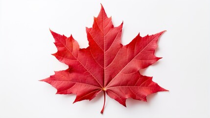 On an isolated white background, a red maple leaf as an autumn emblem as a seasonal themed notion as an icon of the fall weather.