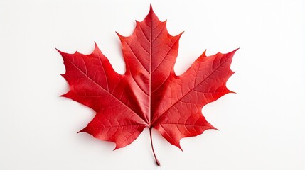 On an isolated white background, a red maple leaf as an autumn emblem as a seasonal themed notion as an icon of the fall weather.