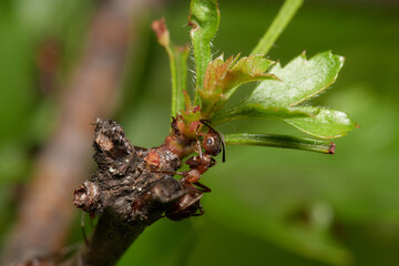 Amazing red wood ant,, Formica rufa,, on its natural environment, Danubian forest, Slovakia