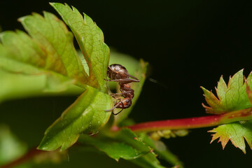 Amazing red wood ant,, Formica rufa,, on its natural environment, Danubian forest, Slovakia