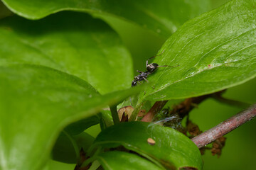 Amazing red wood ant,, Formica rufa,, on its natural environment, Danubian forest, Slovakia