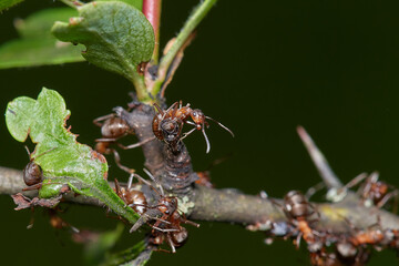 Amazing red wood ant,, Formica rufa,, on its natural environment, Danubian forest, Slovakia