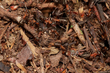 Amazing red wood ant,, Formica rufa,, on its natural environment, Danubian forest, Slovakia