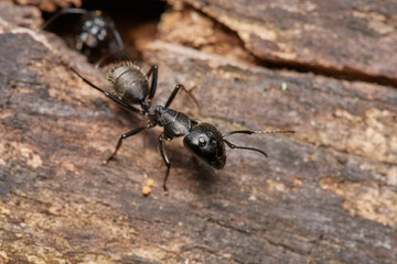 Large black ant,, Camponotus vagus,, on old wood on Danubian forest, Slovakia