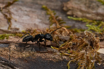 Large black ant,, Camponotus vagus,, on old wood on Danubian forest, Slovakia