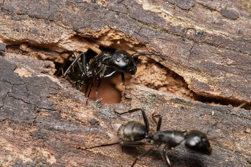 Large black ant,, Camponotus vagus,, on old wood on Danubian forest, Slovakia